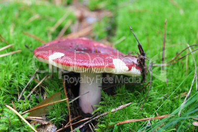 Beautiful mushroom of russula