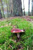 Beautiful mushroom of russula