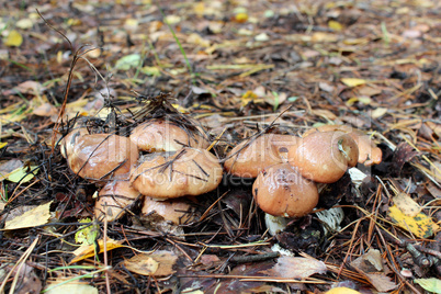 nice mushrooms of Suillus
