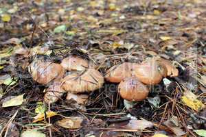 nice mushrooms of Suillus