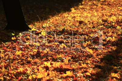 Autumn yellow leaves in the park