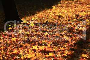 Autumn yellow leaves in the park