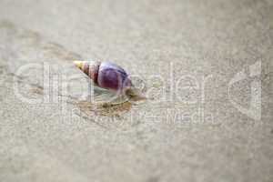 Plough Snail (Bullia digitalis)
