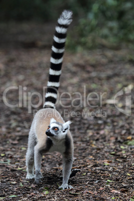 Katta (Lemur catta)