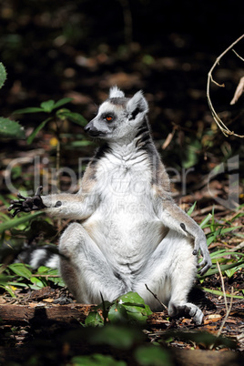 Katta (Lemur catta)