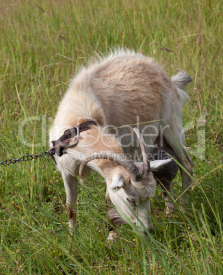 Goat grazing on meadow
