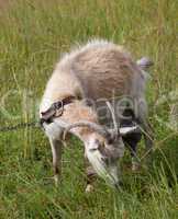 Goat grazing on meadow