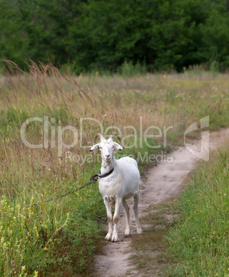 White goat on meadow