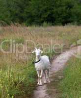 White goat on meadow