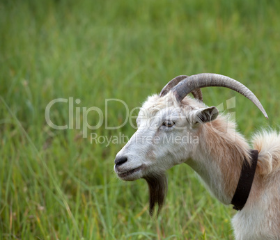 Head of a goat