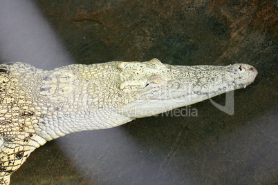 Krokodil  Crocodile