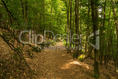 Waldweg am Edersee