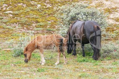 Two Shetland ponies