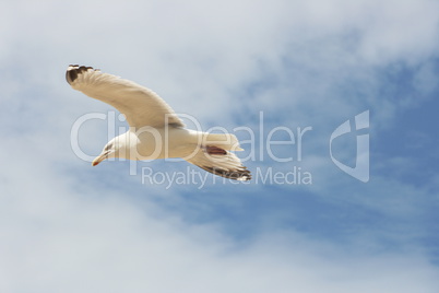 flying gull