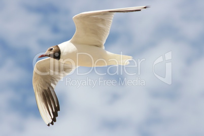 flying black-headed gull