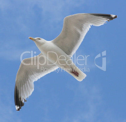 flying gull