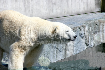 polar bear