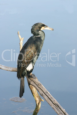 cormorants