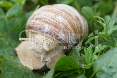 crawling snail (Helix pomatia)