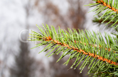 Spruce branches