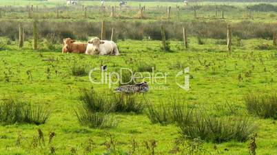 cow,calf and birds in marshland