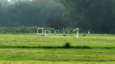 grey herons and greate egrets in marshland