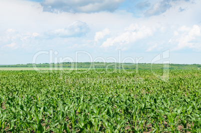 corn field with the young shoots