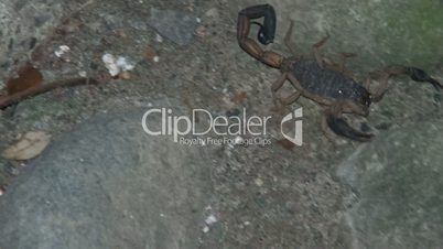 Scorpionn,Costa Rica 2014,