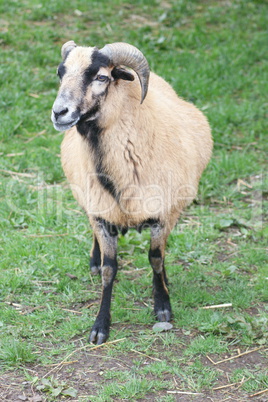 mouflon (wild sheep)