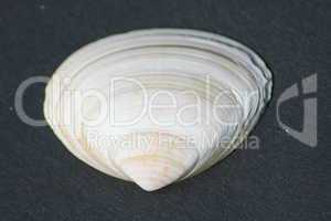 yellow and white striped mussel shell