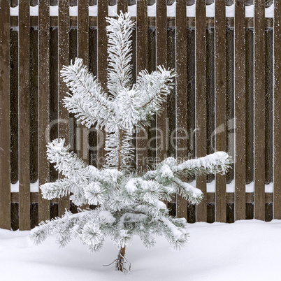 Pine tree covered with snow