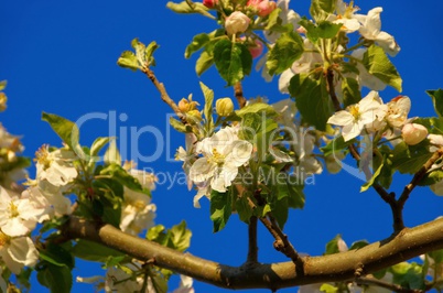 Apfelblüte - apple blossom 10