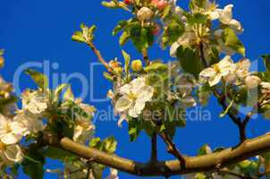 Apfelblüte - apple blossom 10