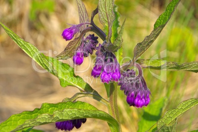 Beinwell - Comfrey 16