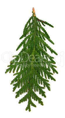 Close-up view of thuja branch