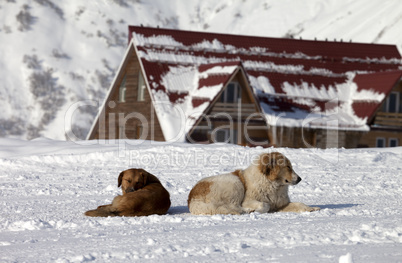 Two dogs rest on snow near hotel