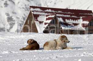 Two dogs rest on snow near hotel