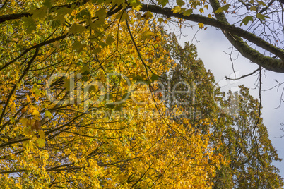 Trees on a sunny autumn day