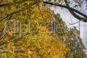 Trees on a sunny autumn day