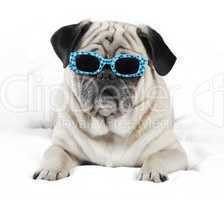 Pug with sunglasses