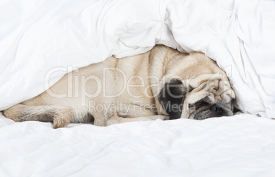 pug sleeping