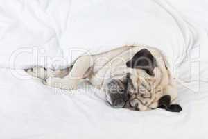 Pug lying in bed