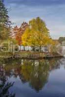 Trees reflecting in the water