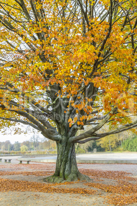 beech tree in the park
