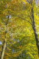 Trees on a sunny autumn day