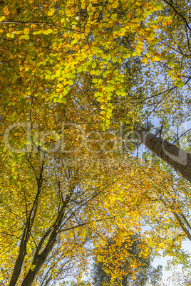 Trees on a sunny autumn day