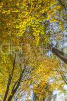 Trees on a sunny autumn day