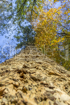 conifer trunk on an autumn afternoon