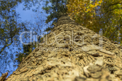 conifer trunk on an autumn afternoon