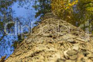 conifer trunk on an autumn afternoon